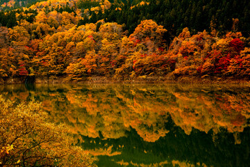 golden reflection in the autumn lake