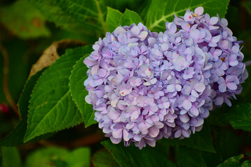 Light purple flowers and green leaves for the background