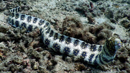 Costa Rica Pacific sea life