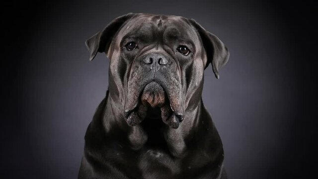 Portrait of cane corso in the studio on a black gradient background. Close up of a serious muzzle of a dog. Slow motion.