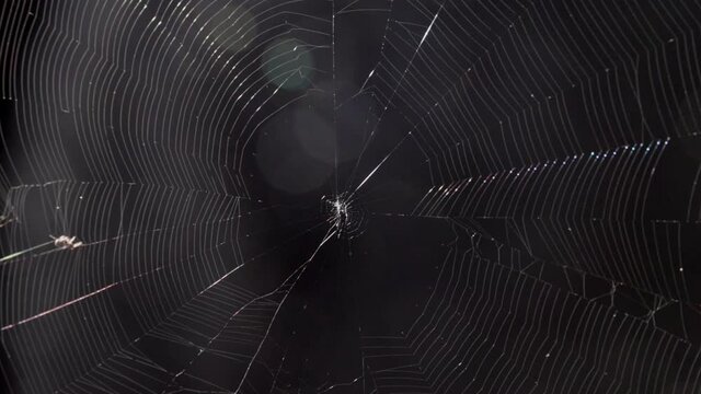 spider in large spider web at night waiting for prey.