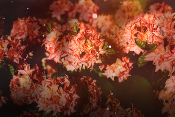 Fototapeta na wymiar Secret garden, Summer flowers of azalea, rhododendron