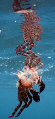 Costa Rica Pacific Sea life