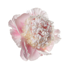 Delicate pink peony flower isolated on pink background.