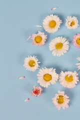 Bellis perennis (daisy flower) on blue surface © Diana Taliun
