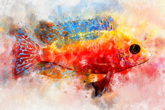 Watercolor illustration of tropic fairy wrasses fish.