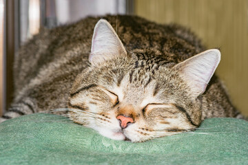 Naklejka na ściany i meble Exhausted cat sleeps on the bed.