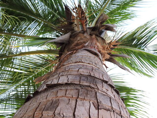 view of a  coconut tree