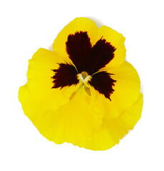 yellow pansy isolated on white background