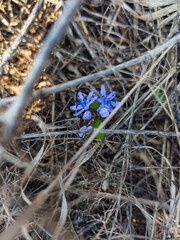 flowers in the forest