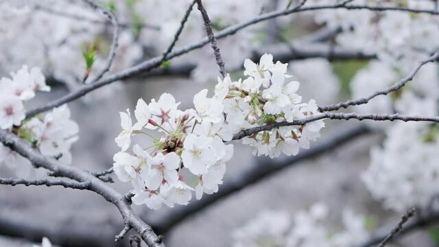 Close Up Of Sakura Blossom Swaying In The Wind In Tokyo, Japan - slow motion