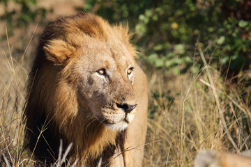 Naklejka premium Afrikanischer Löwe / African lion / Panthera leo.