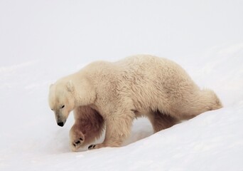 Obraz na płótnie Canvas Polar bear comes out from behind a snowdrift