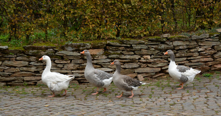 gänse auf einer dorfstrasse © lotharnahler