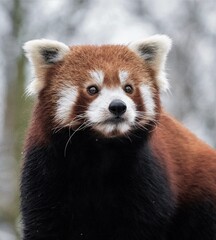 Red panda sits on a log
