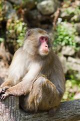 Naklejka na ściany i meble Scenery around Minoh Park in Osaka,Japan. There is a Japanese monkey.