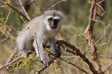 Grüne Meerkatze / Vervet monkey / Cercopithecus aethiops .