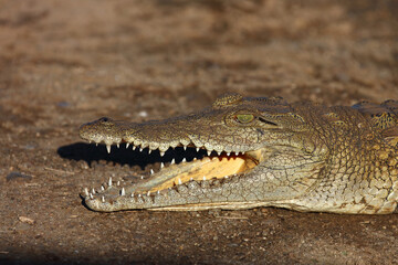 Nilkrokodil / Nile crocodile / Crocodylus niloticus