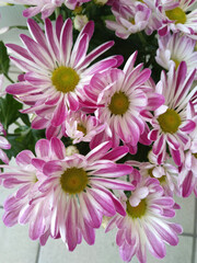 pink chrysanthemum flowers