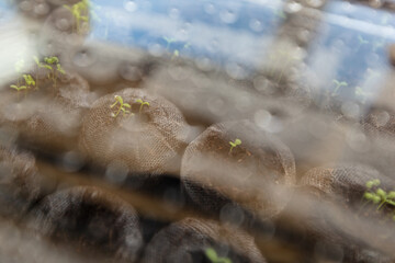 Petite pousse de plante au travers d'un vitre de serre humide