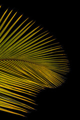 Obraz premium Palme de cocotier sur fond noir