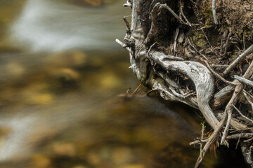 Tree root next to creek