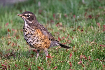 Robin mother trying to feed three almost full grown fledged chicks in back yard in evening light in spring