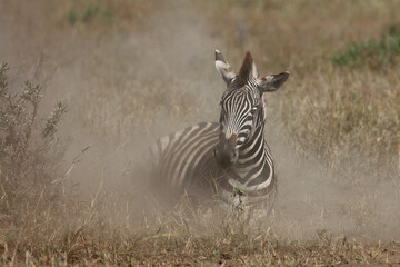 Steppenzebra / Burchell's zebra / Equus burchellii