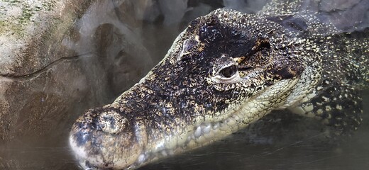 crocodile