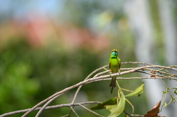 Green Bee-Eater, Little Green bee-eater, Merops Orientalis