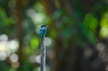 Obraz premium Common kingfisher, Alcedo atthis.