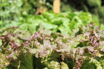 Red Leaf Lettuce in Garden 