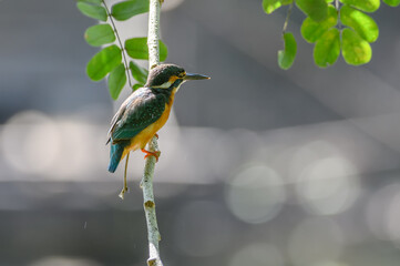 Common kingfisher, Alcedo atthis.