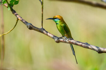 Fototapeta premium Green Bee-Eater, Little Green bee-eater, Merops Orientalis