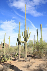 Saguaro National Park near Tucson in Arizona, USA, west unit