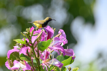 Fototapeta premium Olive-backed sunbird, Yellow-​bellied sunbird, Cinnyris jugularis