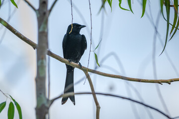 Black Drongo bird perched on a branch