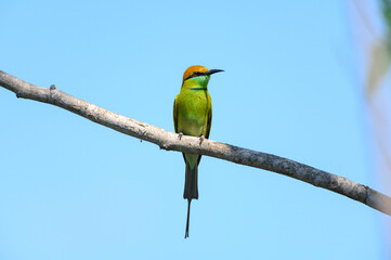 Green Bee-Eater, Little Green bee-eater, Merops Orientalis