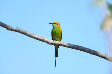 Green Bee-Eater, Little Green bee-eater, Merops Orientalis