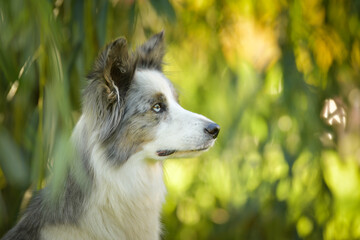 Portrait of border collie with amazing background. Amazing autumn atmosphere in Prague.