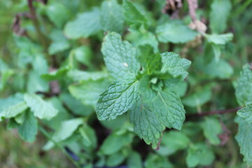 Mint Plant 