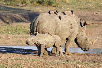 Breitmaulnashorn und Rotschnabel-Madenhacker / Square-lipped rhinoceros and Red-billed oxpecker /...