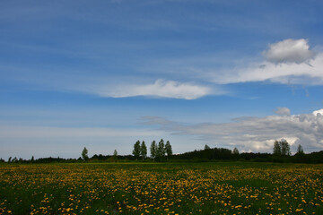 Blue sky with light clouds over a green meadow, completely overgrown with yellow dandelions and turning into a wooded area.