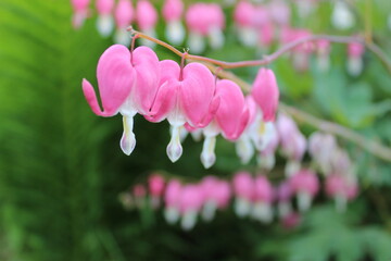 Pink and White Flowers. Bleeding Hearts