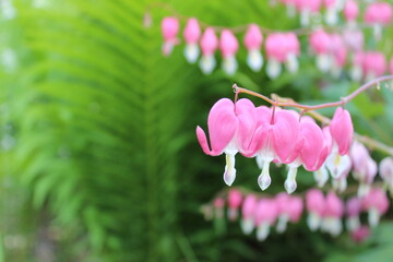 Pink and White Flowers. Bleeding Hearts