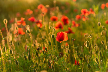 Obraz na płótnie Canvas Beautiful red poppies in defocus on a beautiful summer green field