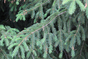 branches of a pine