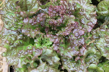 close up of a cabbage