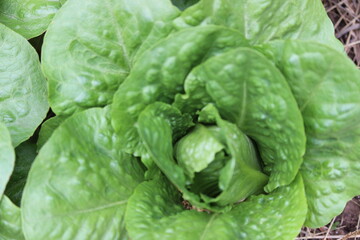 green lettuce