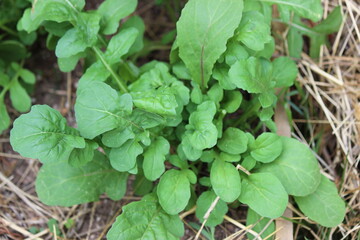 plants in the garden